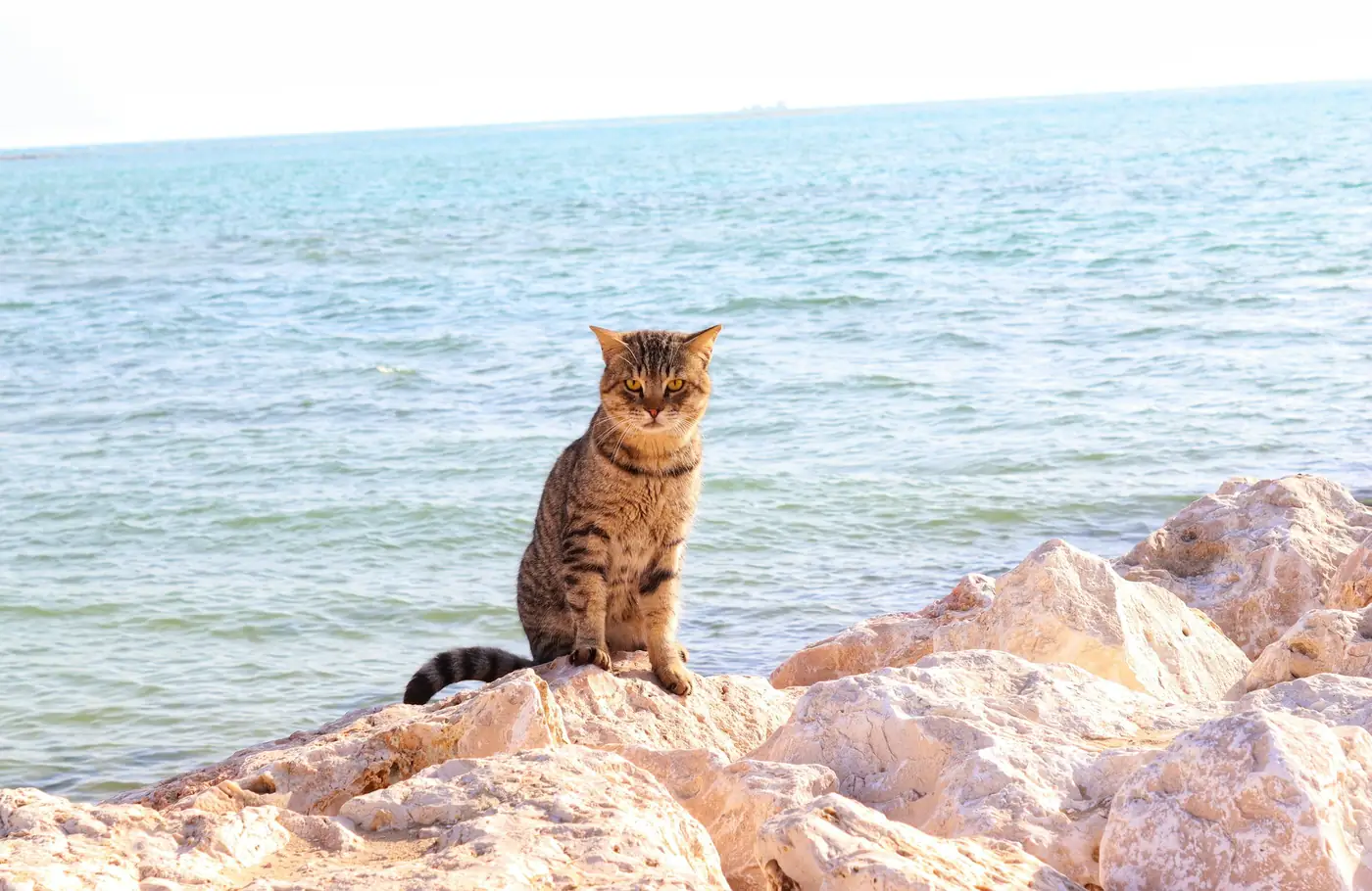 A tabby cat sitting on pale rocks beside turquoise sea